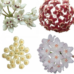 Combo Promocional De Flores De Cera Nº9 (mudas Enraizadas)