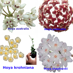 Combo de flores de cera nº 1 mudas enraizadas no pote nº 6