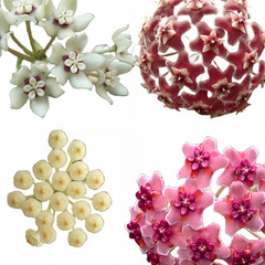 Combo Promocional De Flores De Cera Nº10 (mudas Enraizadas)