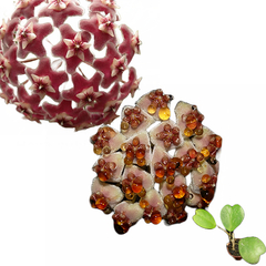 Combo de flores de cera nº 4 mudas enraizadas no pote nº 6