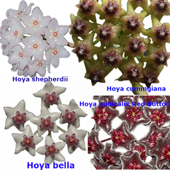 Combo de flores de cera nº 8 mudas enraizadas no pote nº 6
