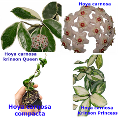 Combo das 4 carnosas - Flores de cera enraizadas - comprar online