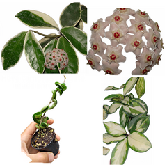 Combo das 4 carnosas - Flores de cera enraizadas
