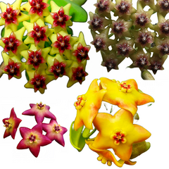Combo das flores de cera amarelas + Cv. Optimistic