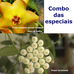 Combo das flores de cera especiais nº 1 mudas enraizadas no pote nº 6