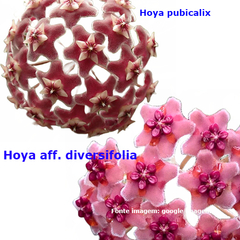 Combo das flores de cera graúdas nº 1 mudas enraizadas no pote nº 6