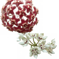 Combo das flores de cera graúdas nº 2 mudas enraizadas no pote nº 6