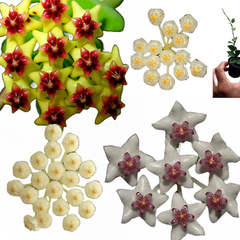 Combo nº 2 das flores de cera pendentes mudas enraizadas no pote nº 6