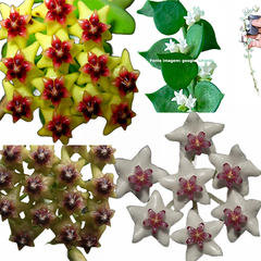 Combo nº 3 das flores de cera pendentes mudas enraizadas no pote nº 6