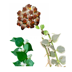 Combo dos 3 corações de flores de cera - mudas enraizadas - comprar online