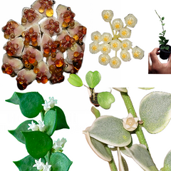 Combo dos 4 corações de flores de cera - mudas enraizadas no pote 6 - comprar online
