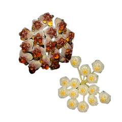 Combo dos corações Flores de cera Hoya kerrii e krohniana mudas enraizadas no pote nº 6