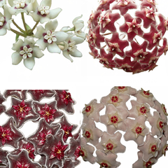 Combo de flores de cera para Iniciantes mudas enraizadas no pote nº 6