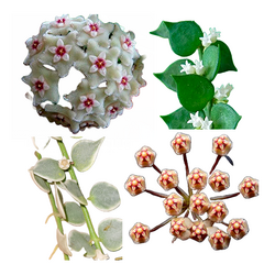 Combo das Dischidias, micrantha e Cv. Mathilde