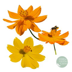 50 sementes de Cosmus sulphureus sortidas- Planta para pasto melitófilo (abelhas nativas sem ferrão)