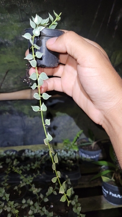 Flor de cera Dischidia ruscifolia variegata muda enraizada no pote nº 6 - comprar online