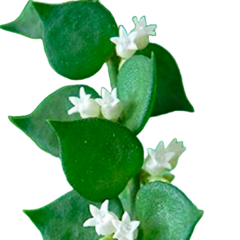 Imagem do Combo dos 4 corações de flores de cera - mudas enraizadas no pote 6