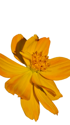 50 sementes de Cosmus sulphureus sortidas- Planta para pasto melitófilo (abelhas nativas sem ferrão) - comprar online