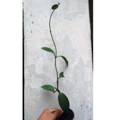 Combo de flores de cera nº 5 mudas enraizadas no pote nº 6 - comprar online