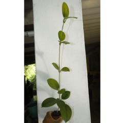Combo Promocional De Flores De Cera Nº10 (mudas Enraizadas) - Mudas de Flores de Cera, Outras Plantas e Material de Cultivo Andrew Fogtman Plantas