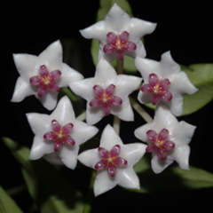 Flor de cera Hoya bella muda enraizada no pote nº 6 na internet