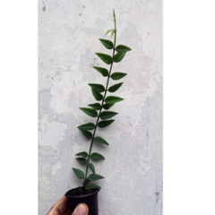 Combo de flores de cera nº 3 mudas enraizadas no pote nº 6 - Mudas de Flores de Cera, Outras Plantas e Material de Cultivo Andrew Fogtman Plantas