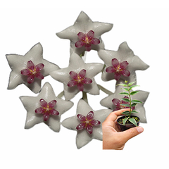 Flor de cera Hoya bella albomarginata mudas enraizadas no pote nº 6