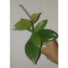Flor de cera Hoya carnosa muda enraizada no pote nº 6 - comprar online