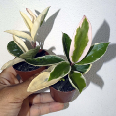Combo de flores de cera nº 3 mudas enraizadas no pote nº 6 - comprar online