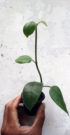 Flor de cera Hoya ciliata muda enraizada no pote nº 6 - comprar online