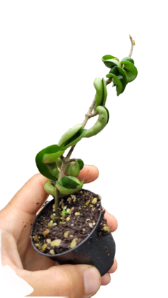 Imagem do Combo das 4 carnosas - Flores de cera enraizadas