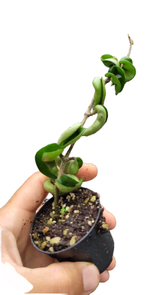 Flor de cera Hoya carnosa compacta muda enraizada no pote nº 6 - comprar online