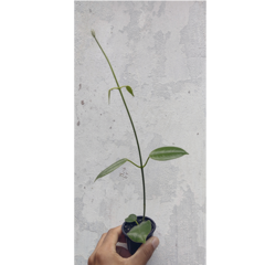 Combo das flores de cera amarelas + Cv. Optimistic - Mudas de Flores de Cera, Outras Plantas e Material de Cultivo Andrew Fogtman Plantas