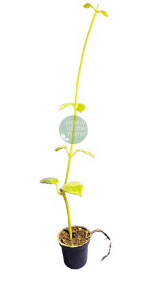 flor de cera Hoya cv. Optimistic muda enraizada no pote nº 6 - comprar online