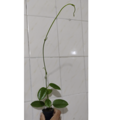 Flor de cera Hoya cv. Ruthie muda enraizada no pote nº 6 - comprar online