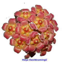 Flor de cera Hoya davidcumingii - muda enraizada no pote 6 - comprar online