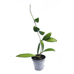 Combo das flores de cera Hoya davidcumingii, H. tsangii, H. micrantha e H. Cv. Optimistic - loja online