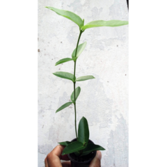 Combo nº 2 das flores de cera pendentes mudas enraizadas no pote nº 6 na internet