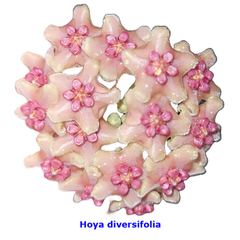 Flor de cera Hoya diversifolia - muda enraizada no pote nº 6 - comprar online