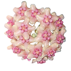 Flor de cera Hoya diversifolia - muda enraizada no pote nº 6