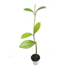 Flor de cera Hoya diversifolia - muda enraizada no pote nº 6 na internet