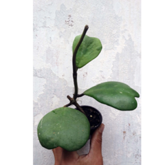 Combo dos 4 corações de flores de cera - mudas enraizadas no pote 6 - Mudas de Flores de Cera, Outras Plantas e Material de Cultivo Andrew Fogtman Plantas
