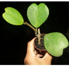 Combo de flores de cera nº 4 mudas enraizadas no pote nº 6 na internet