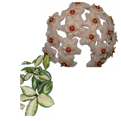 Flor de cera Hoya carnosa variegata 'Krinson Princess' muda enraizada no pote nº 6