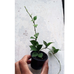 Combo dos 4 corações de flores de cera - mudas enraizadas no pote 6 - loja online