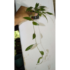 Flor de cera Hoya lacunosa muda enraizada no pote nº 6 - comprar online