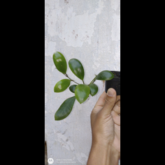 Flor de cera Hoya lucardenasiana muda enraizada no pote nº 6 - comprar online