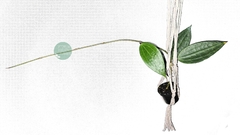 Flor de cera Hoya macrophylla - muda enraizada no pote nº 6 - comprar online