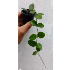 Combo das Dischidias, micrantha e Cv. Mathilde na internet
