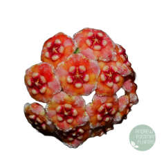 Flor de cera Hoya meliflua - muda enraizada no pote nº 6